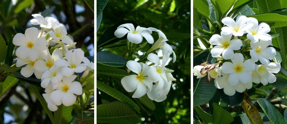 - cliquez sur les photos pour agrandir -