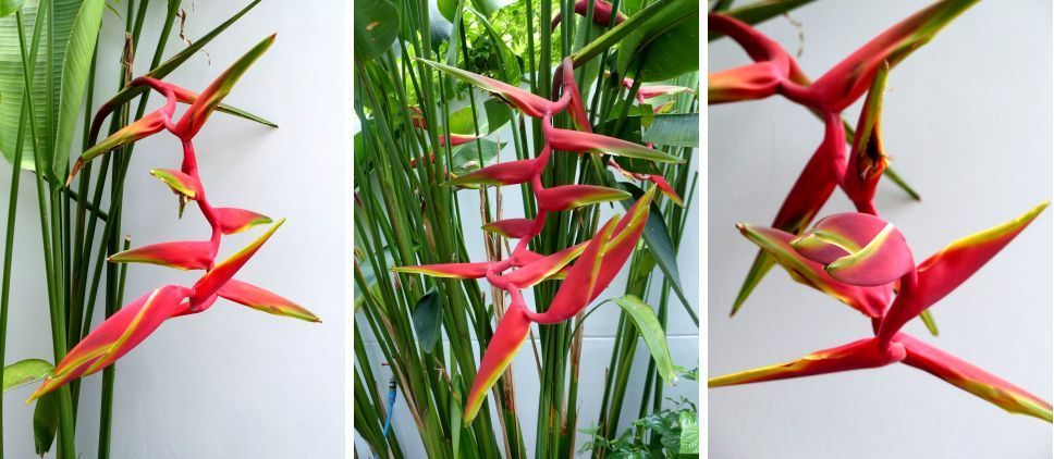 Le retour des oiseaux au jardin - Fleurs du jour (19-14)