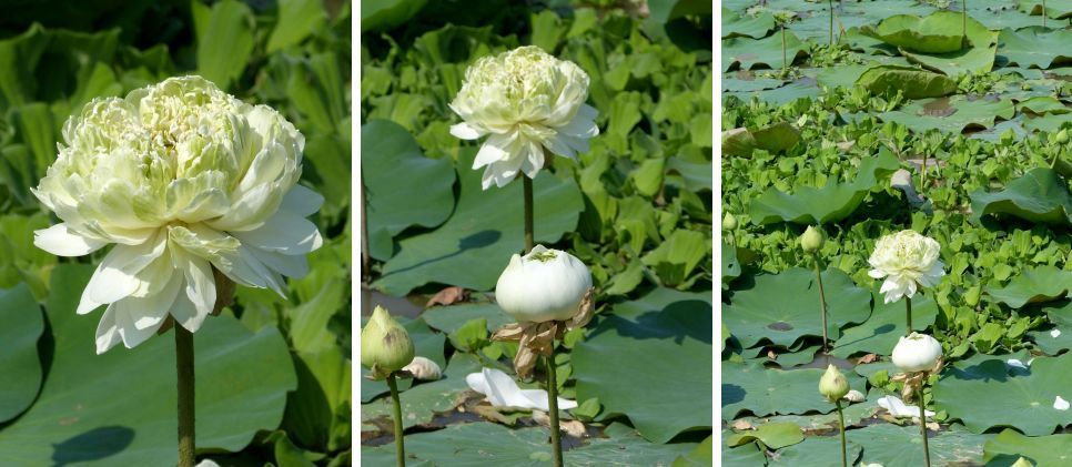 Lotus blancs à Suphan Buri - Fleur du jour (20-17) 