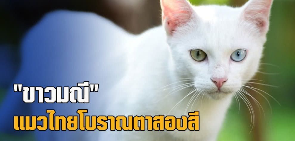 Un Chat Qui Se Prend Pour David Bowie Noy Et Gilbert En Thailande