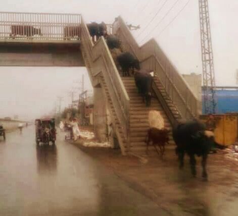 Only in Delhi des vaches et un pont