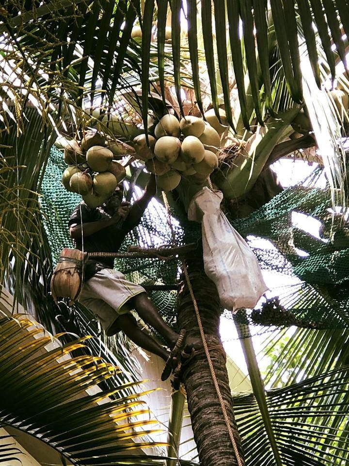 Récolte de noix de coco