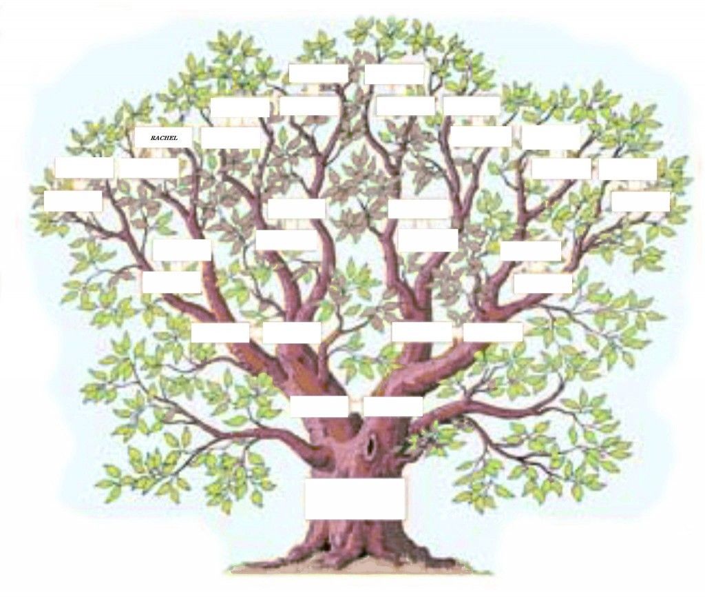 L-arbre-genealogique-exercice