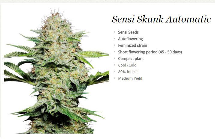Sensi Skunk AutoFlowering weed seeds