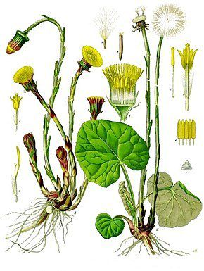 Tussilage farfara, Constituez votre Herboristerie Viking en dix Plantes