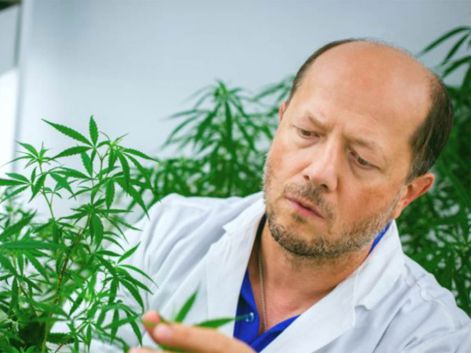  Igor Kovalchuk, Université de Lethbridge. Le Cannabis, une Plante anti Cancer & anti COVID-19 ? 