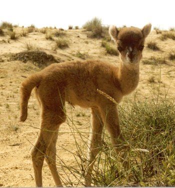 Les Animaux Hybrides Nos Mondes