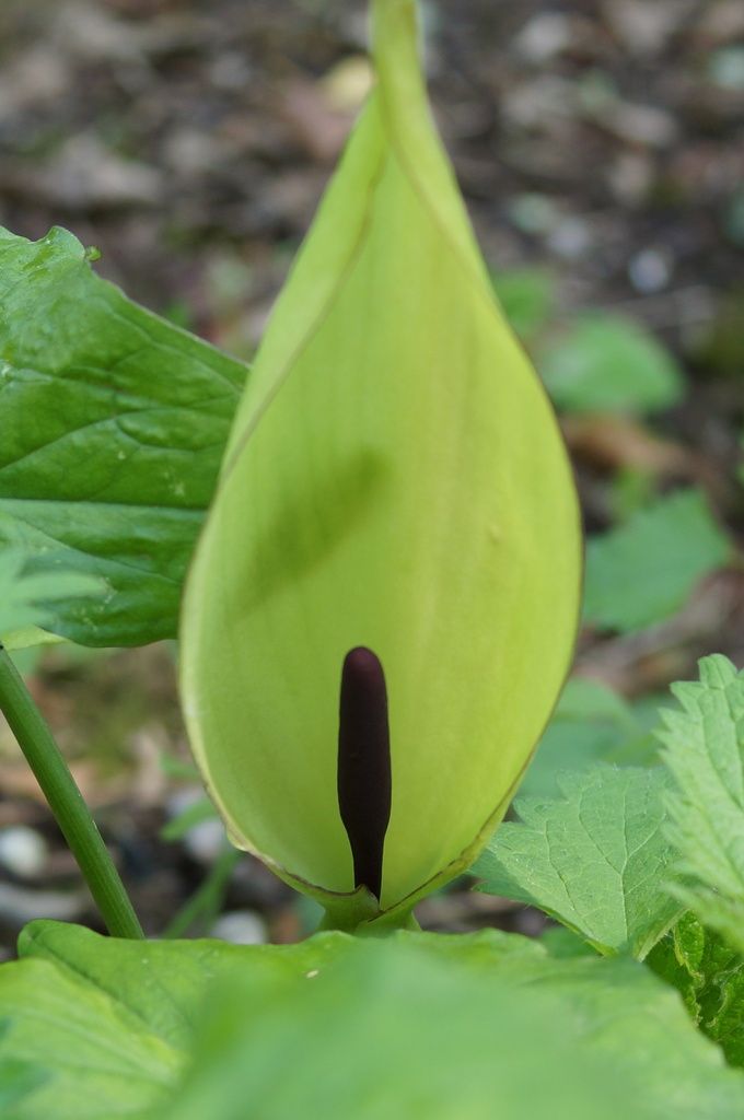 Arum tacheté