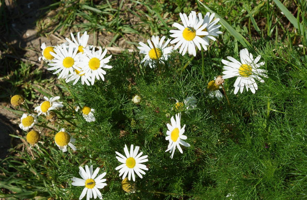 Camomille sauvage