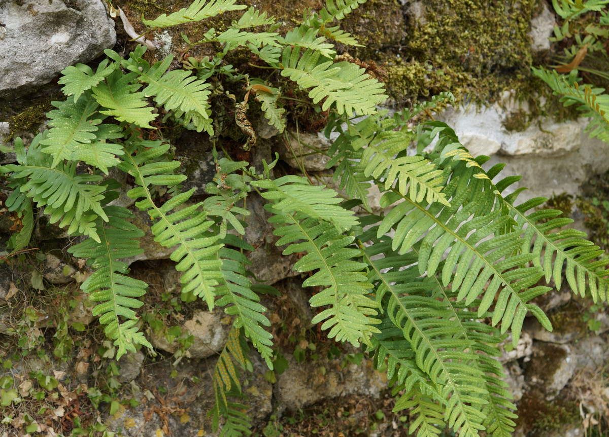 Polypode
