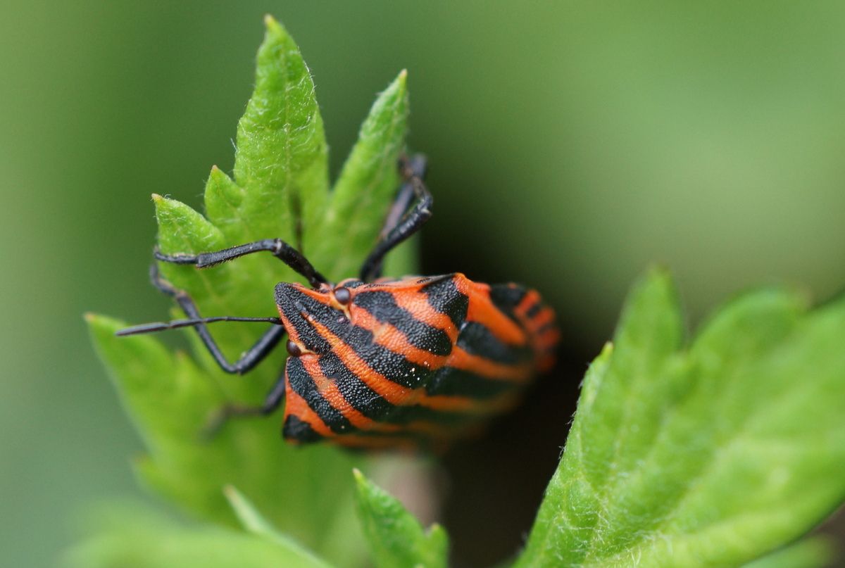 Pentatome rayé ou punaise arlequin