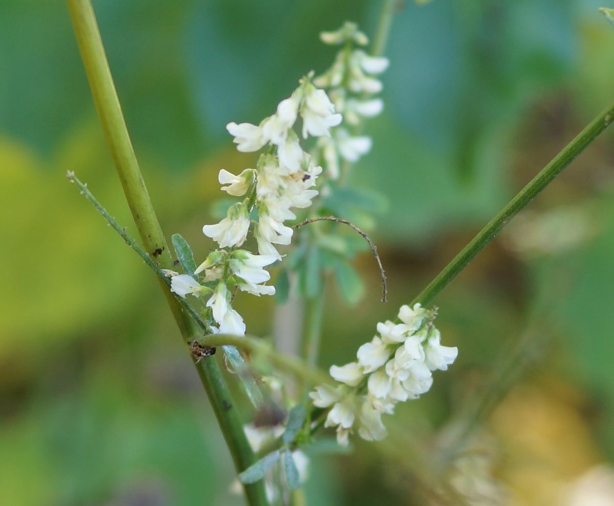 Mélilot blanc
