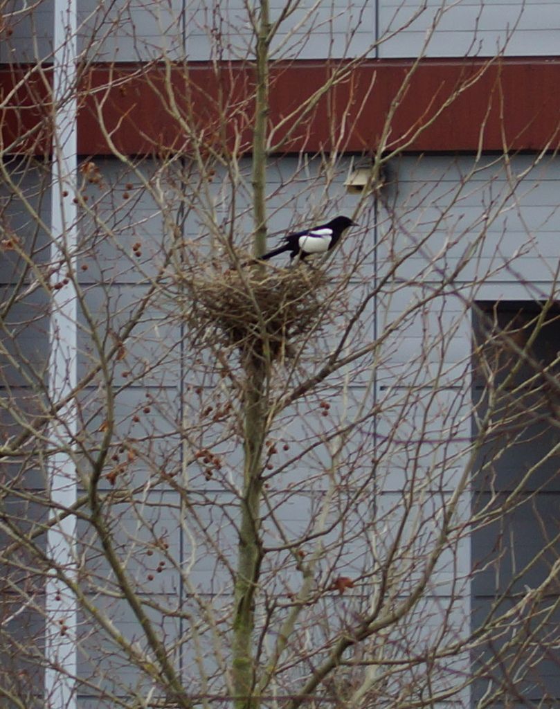Les oiseaux construisent-ils un nouveau nid à chaque année