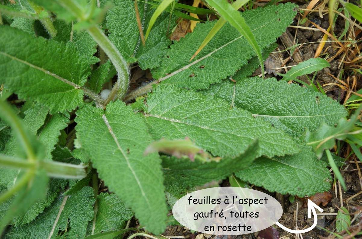 Où se procurer des feuilles de sauge ?