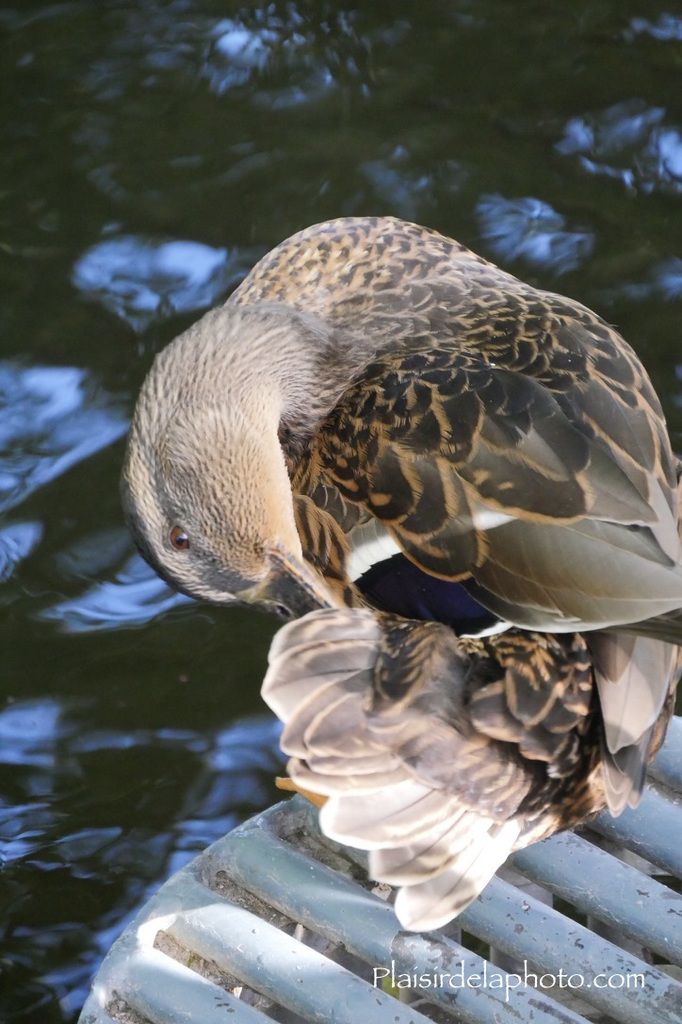 Canard Paris Jardin du Luxembourg