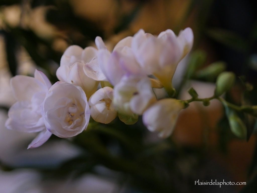 Fleurs