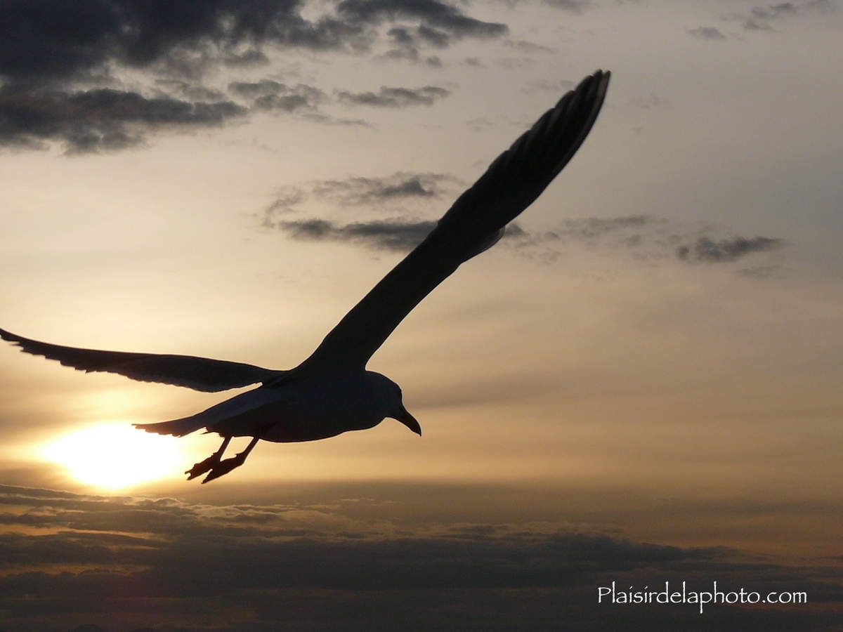 Oiseau libre dans le ciel