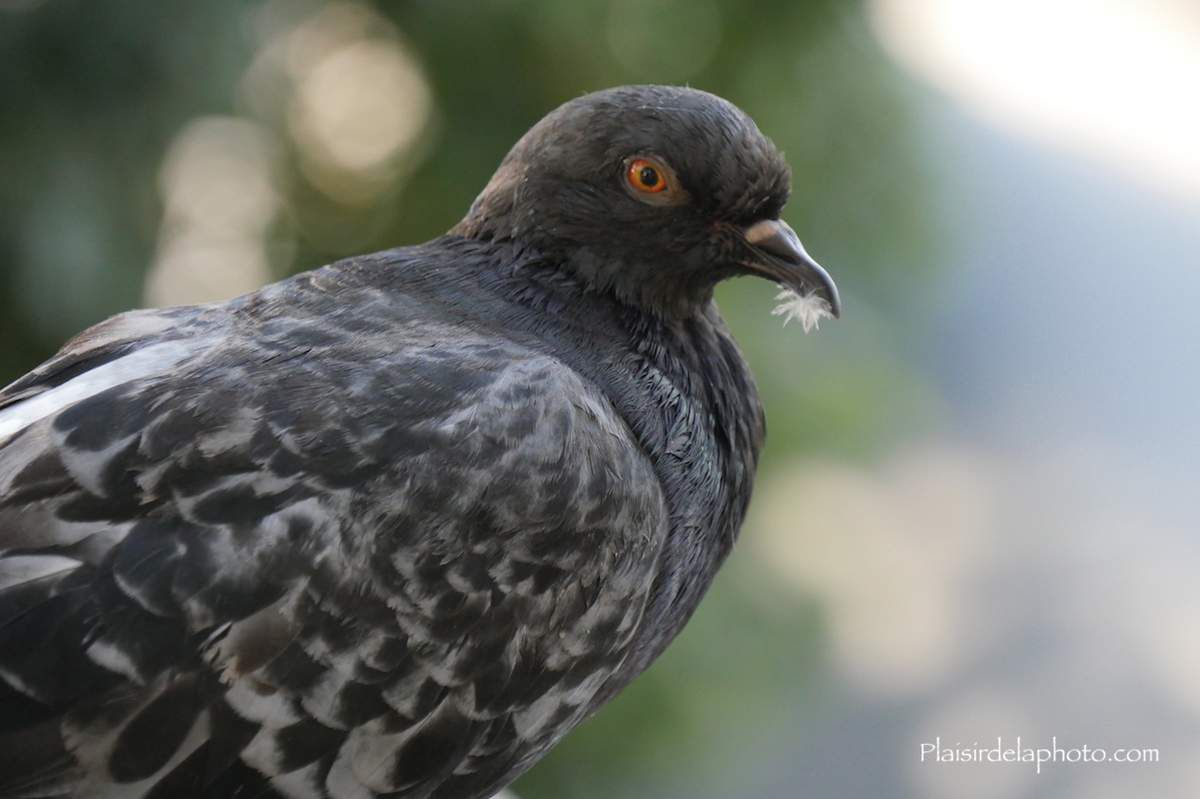 Pigeon de Paris