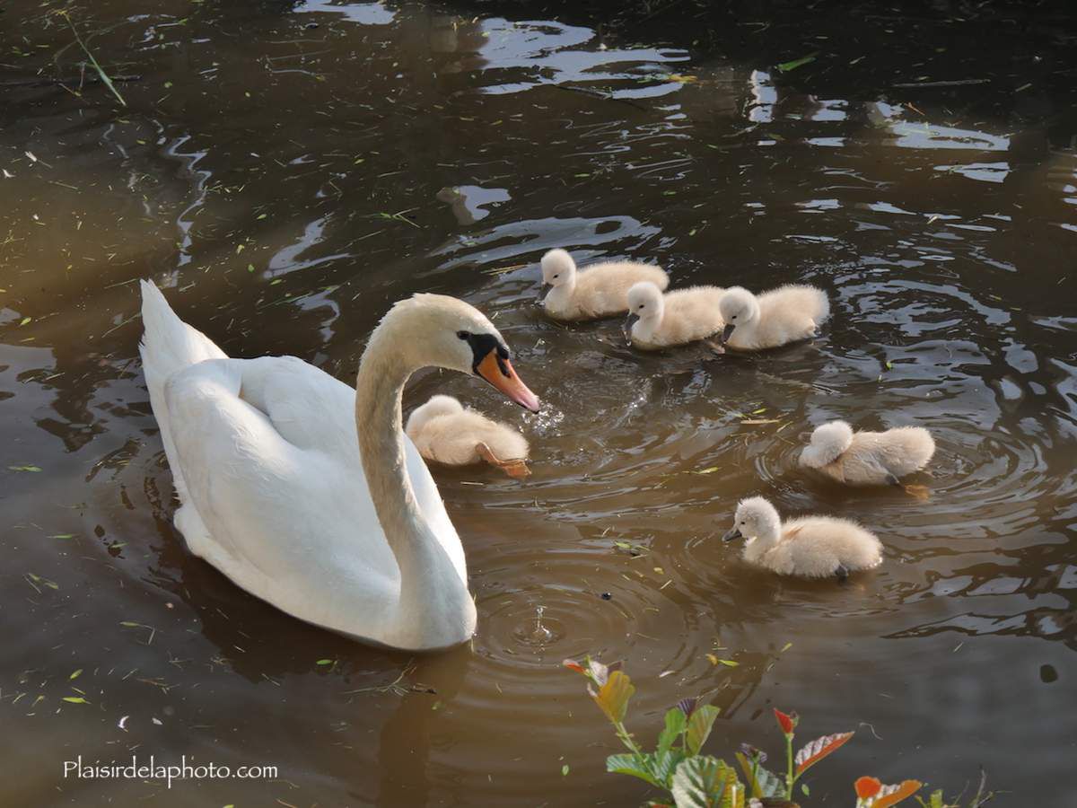 Cygnes et cygne aux