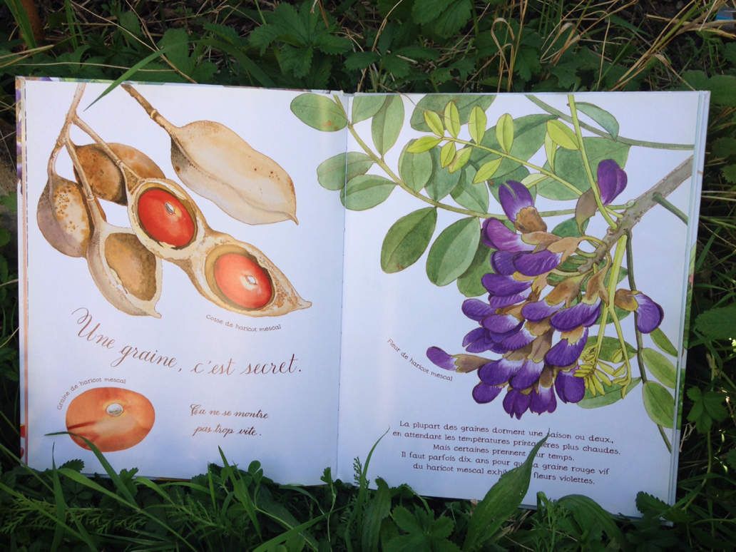 Lecture (Potager) : L'histoire d'une graine - Maman Fouine