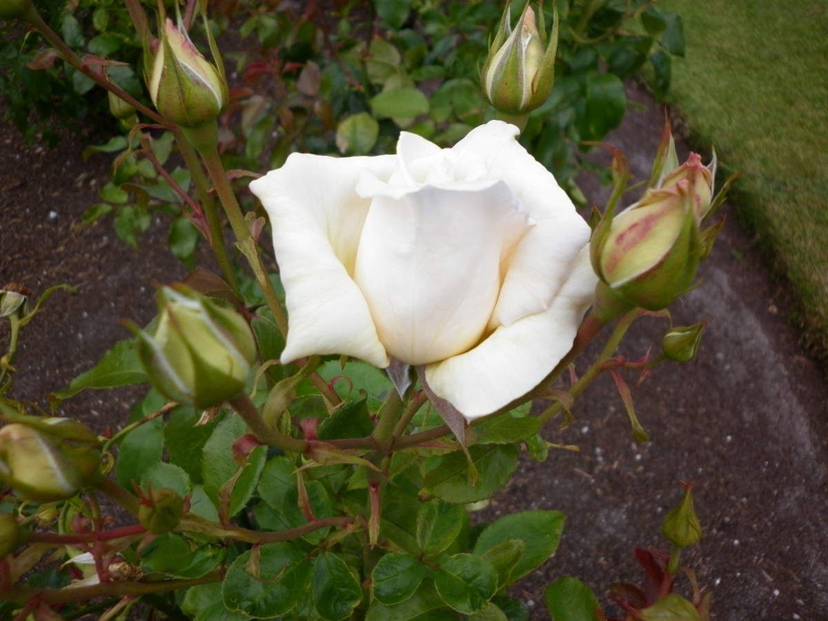 12 Janvier 17 Bon Anniversaire Catherine Letroisiemevoyagedepierrette Over Blog Com