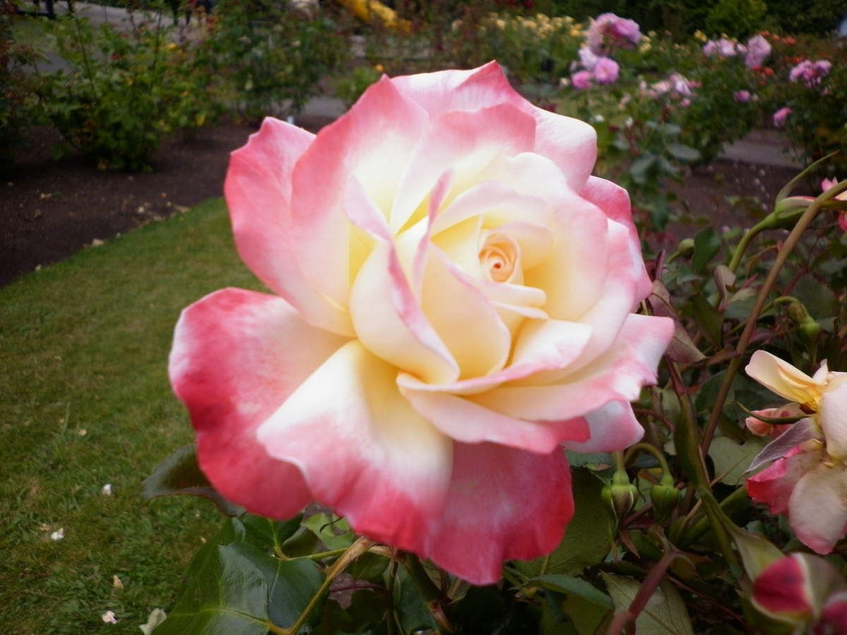 12 Janvier 17 Bon Anniversaire Catherine Letroisiemevoyagedepierrette Over Blog Com