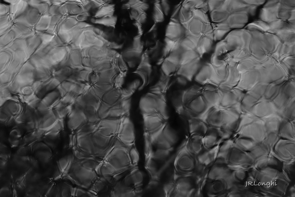 Automne en noir et blanc (à la prise de vue)