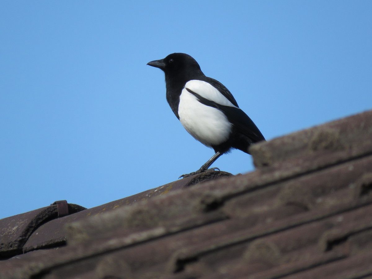 Les Oiseaux D Ile De France La Seine Et Marne Et La Seine Saint Denis Nature Sauvage D Ile De France Et Au Fil Des Voyages