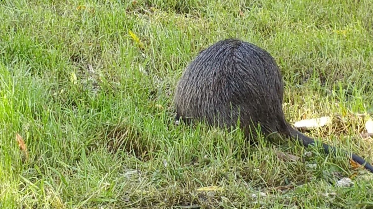 L'avis du Raton : Au secours ! 