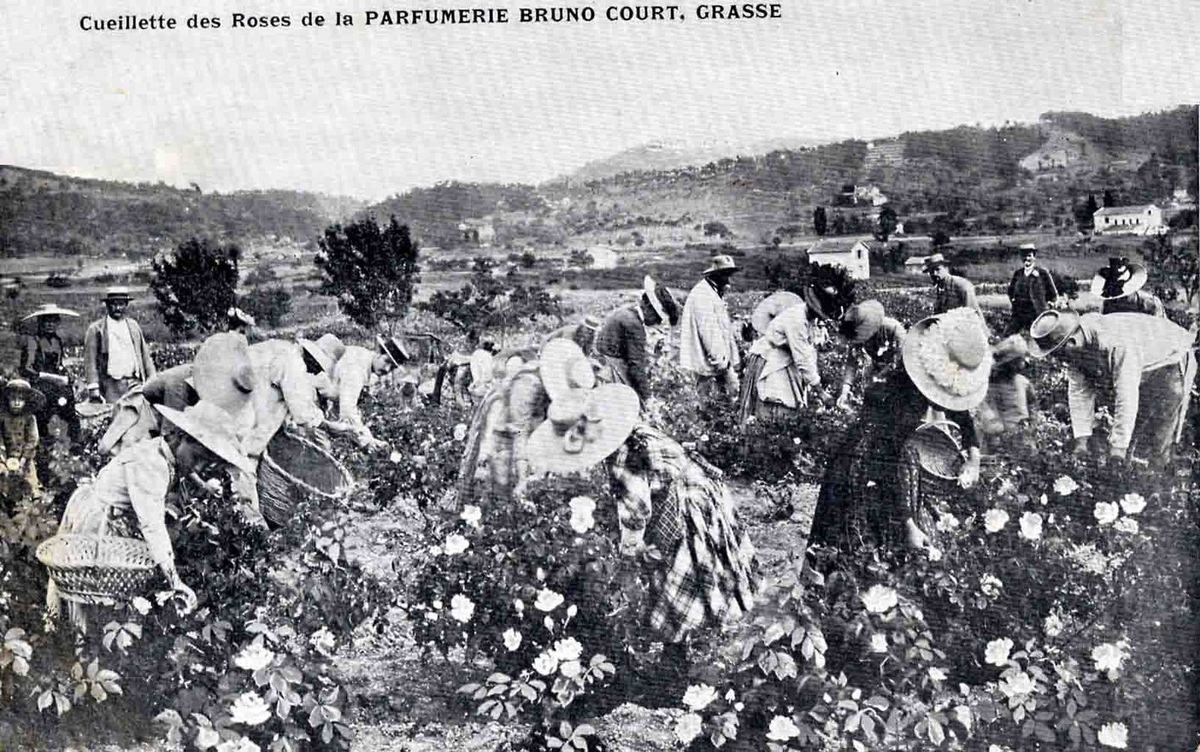 Grasse-vintage - La Parfumerie - De la fleur au parfum