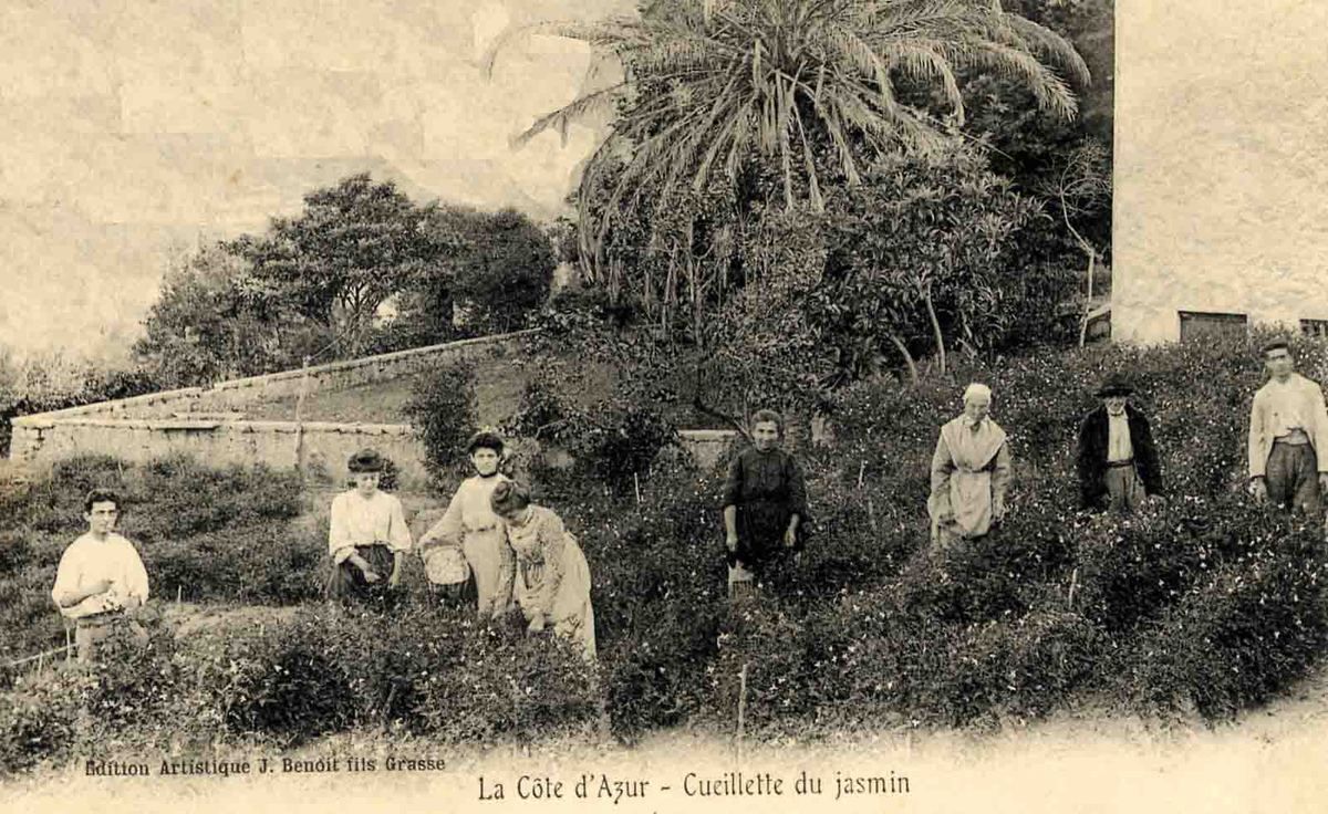 La cueillette du jasmin à Saint-Matthieu