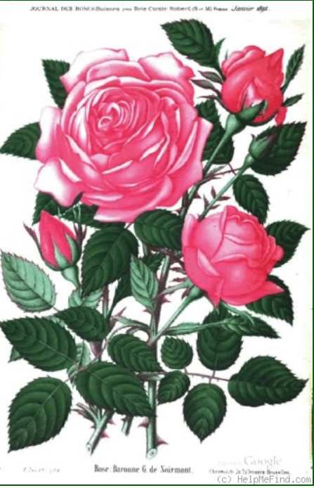 gravure le journal des roses 01 1892