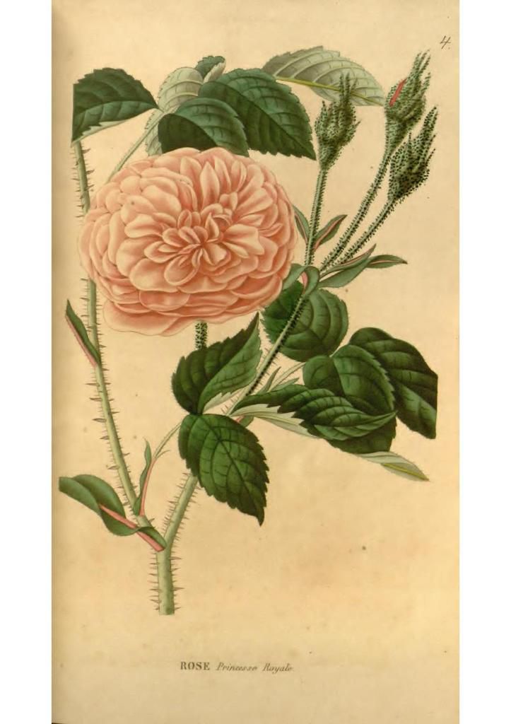 gravure annales de flore et Pomone 1847 