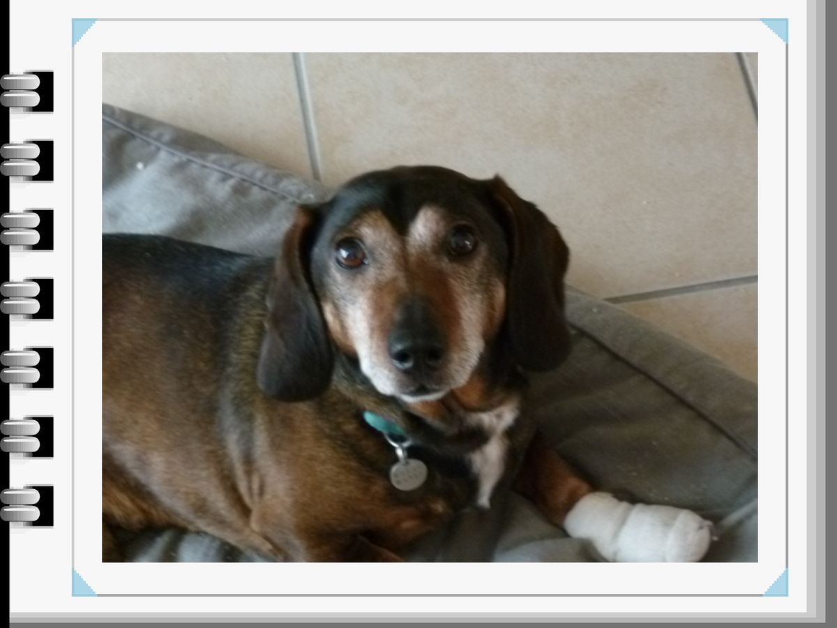 Avoir Un Chien Le Perles De Lucrecia
