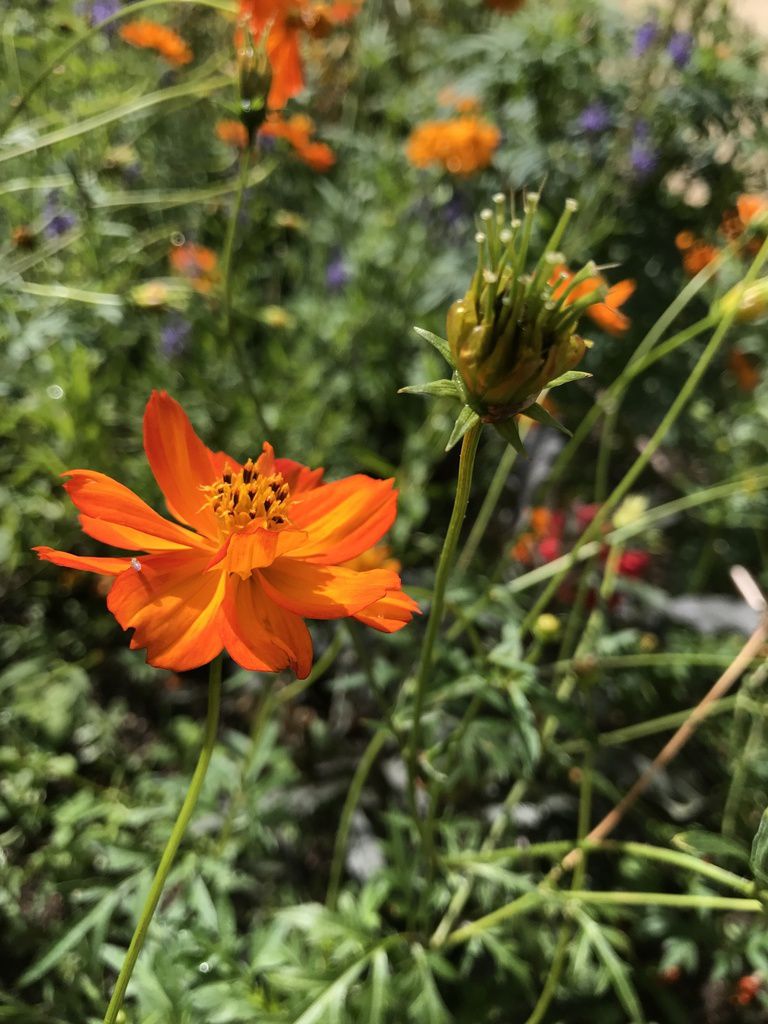 Un jardin-friche pour les chardonnerets : préparez les graines pour vos  futurs semis - Oiseaux et papillons au jardin