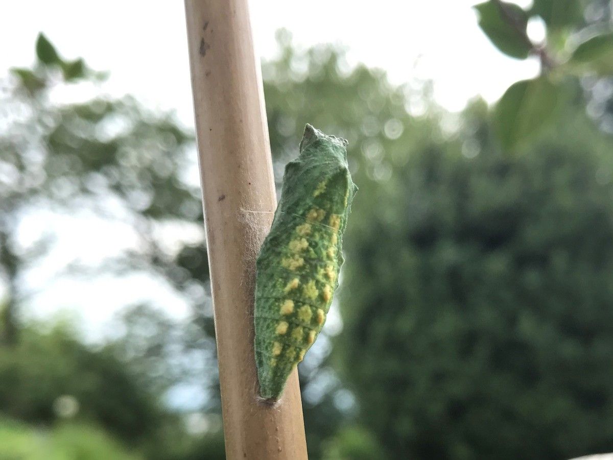 machaon chrysalide