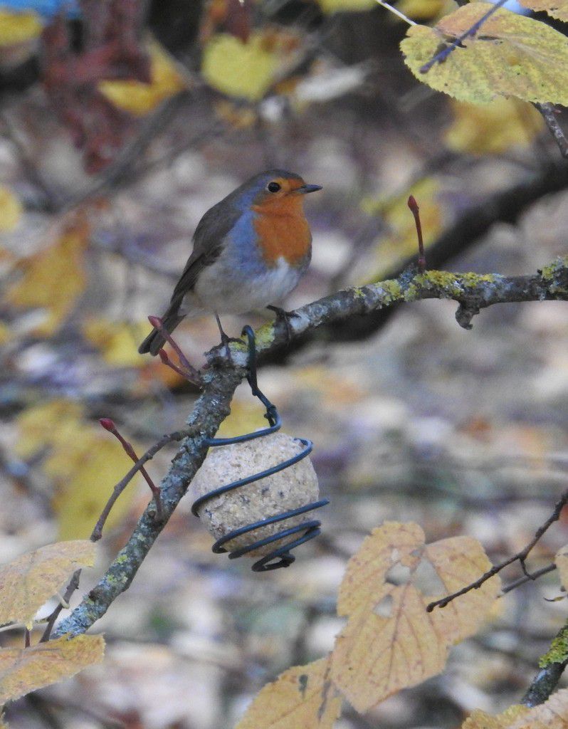 Nourriture pour oiseaux et emballages : Lettre à mon fournisseur - Oiseaux  et papillons au jardin