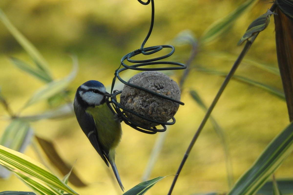 mésange bleue nourriture support de boules de graisse