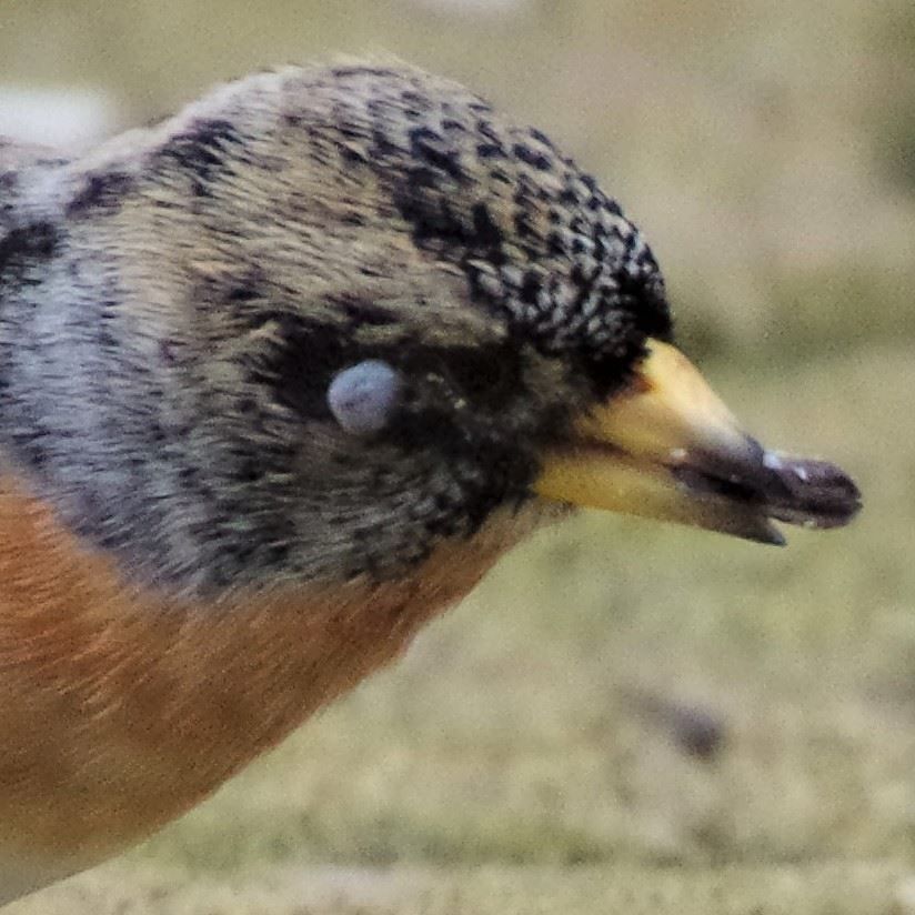 tique sur un oiseau