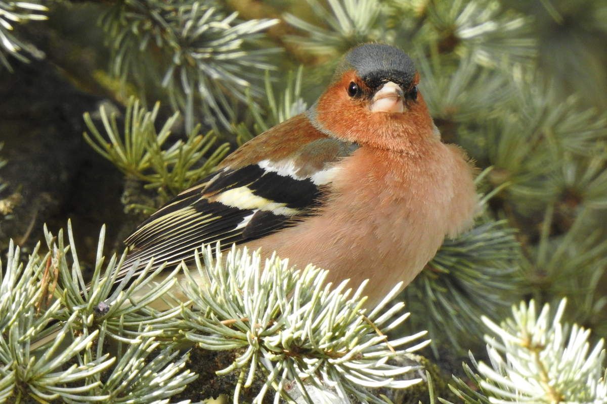 pinson des arbres mâle gonflé froid oiseau jardin