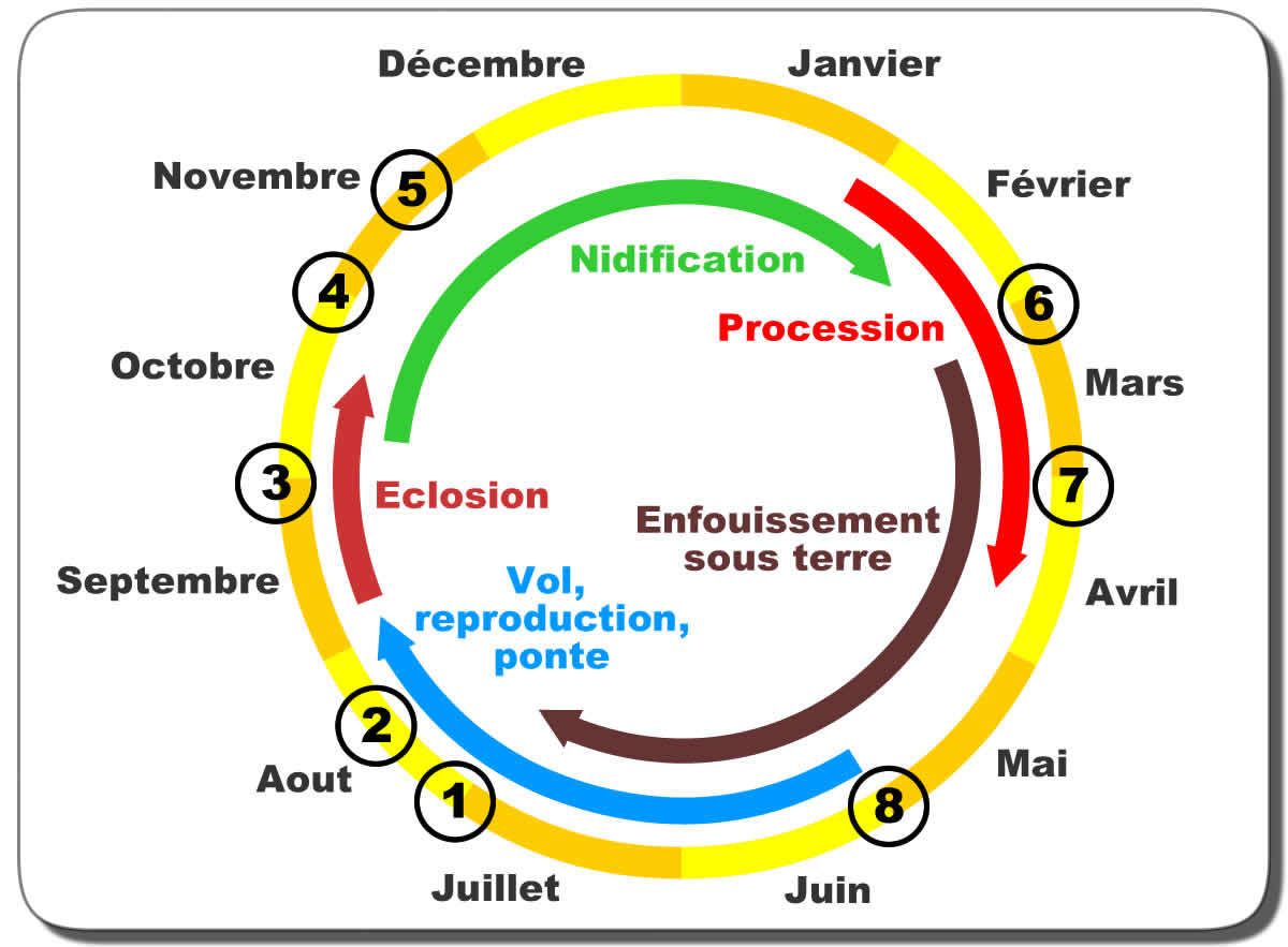 processionnaire cycle de vie