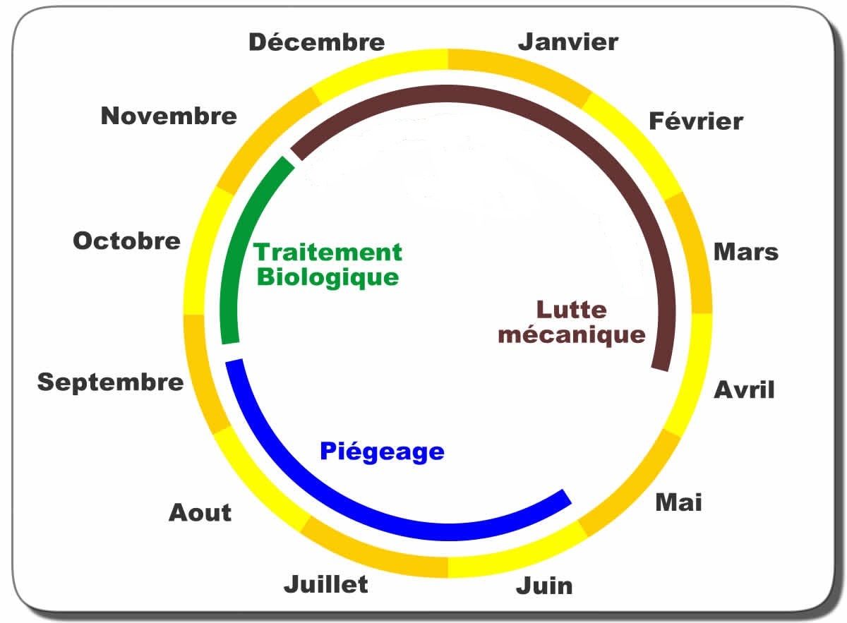 processionnaire du pin traitement lutte saison calendrier piège