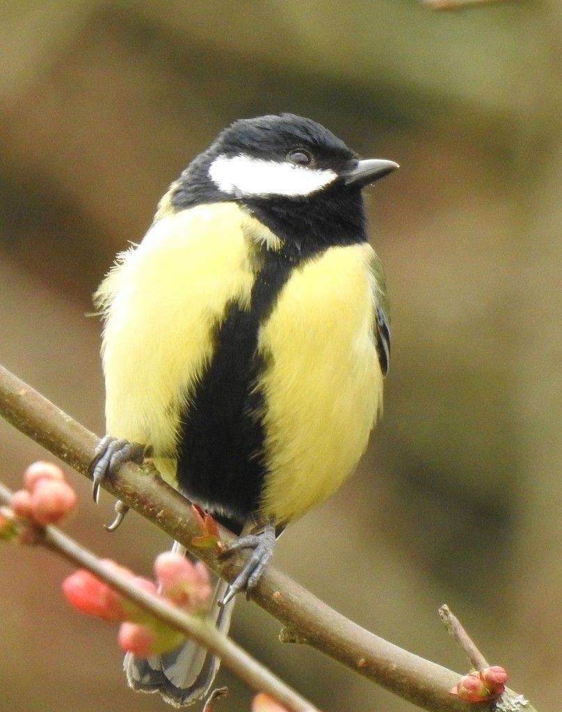 mésange charbonnière