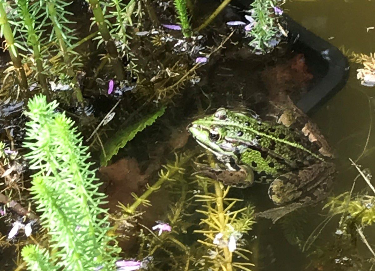 grenouille mare myriophylle