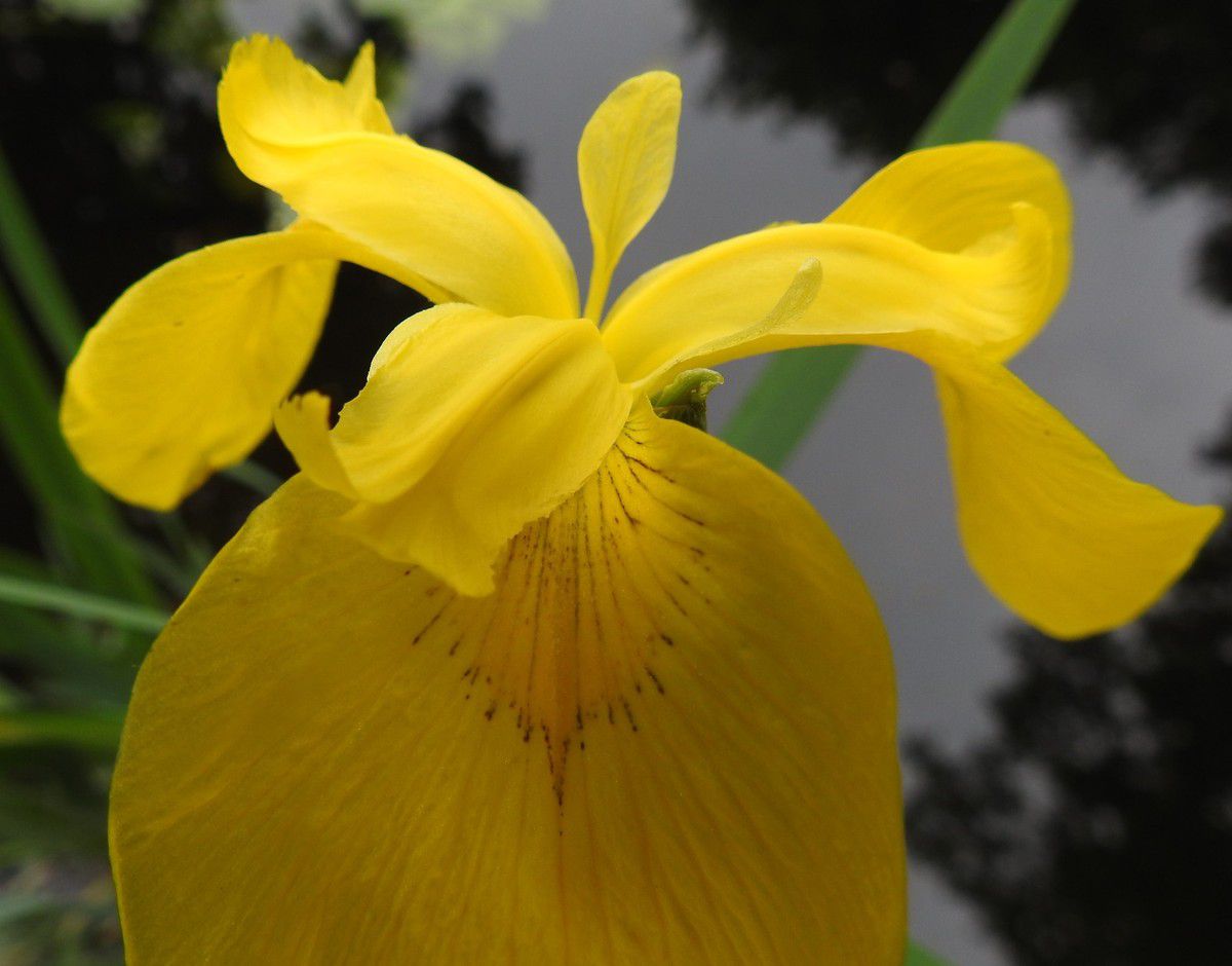 iris des marais mare plantes aquatiques hélophytes