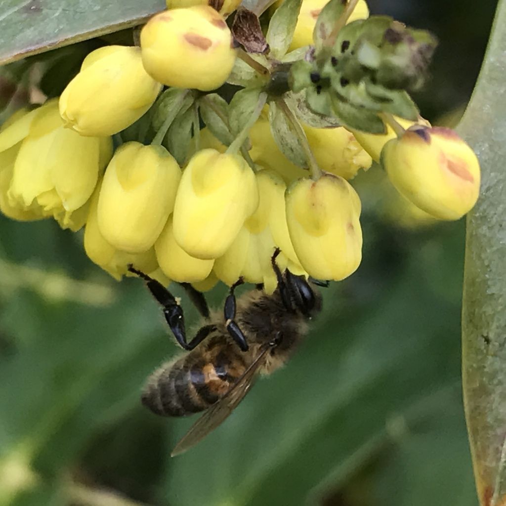abeille mahonia fleurs précoces