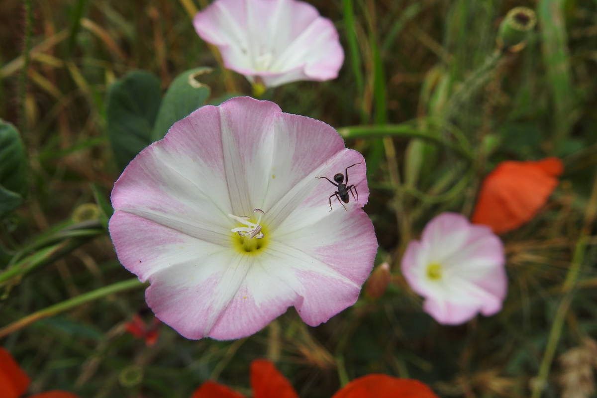 liseron plante bio-indicatrice 