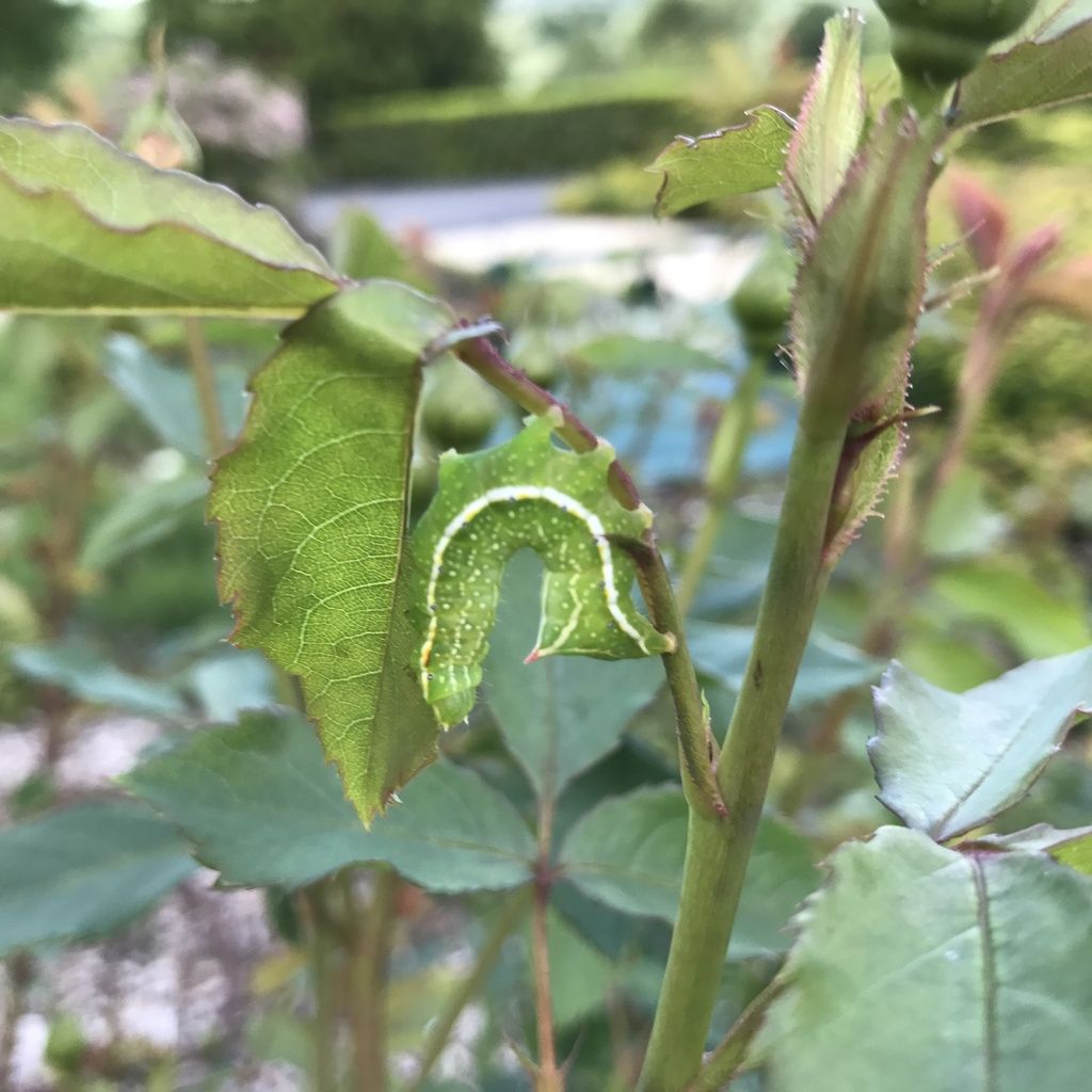 mimétisme chenille de flambé imite une feuille camouflage