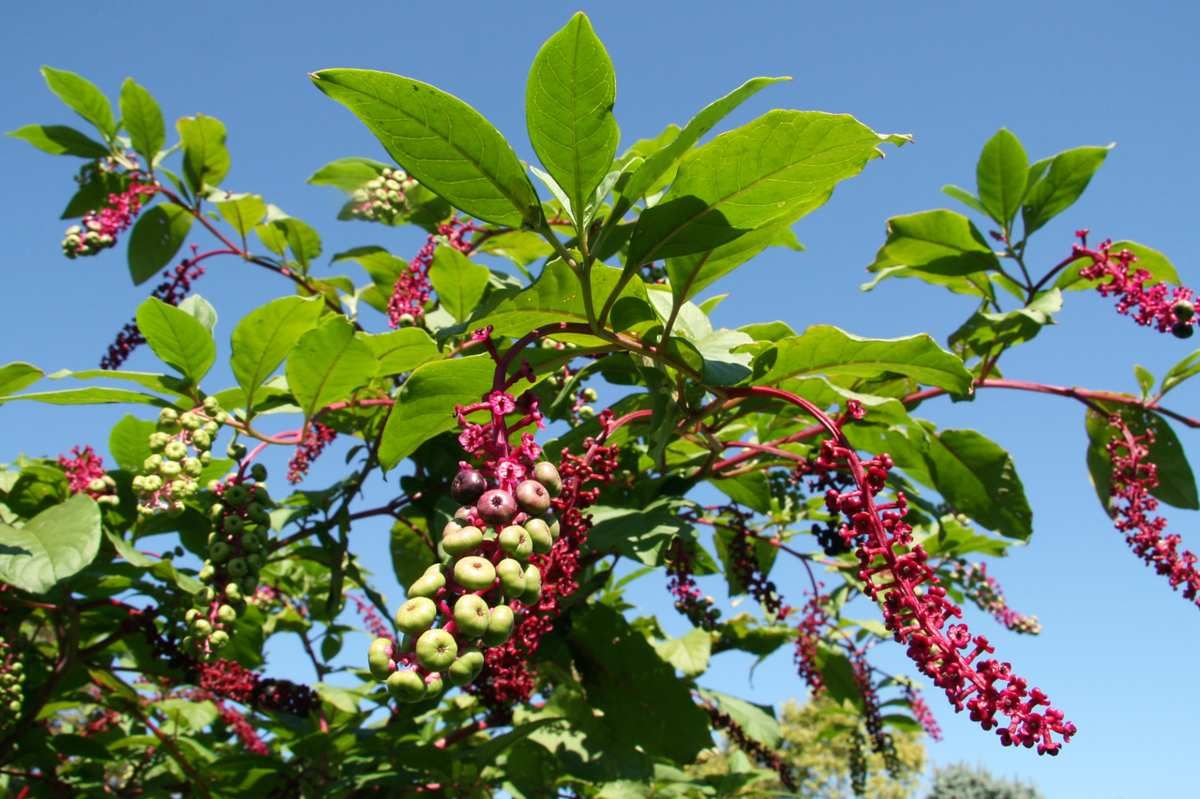 Plante bio-indicatrice sol dégradé pauvre décomposition