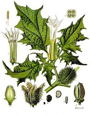 Plante toxique bio indicatrice pollution des sols
